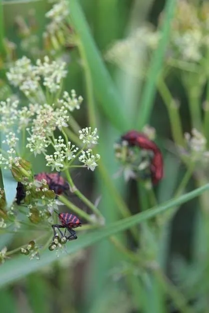 Les plantes et leurs pouvoirs