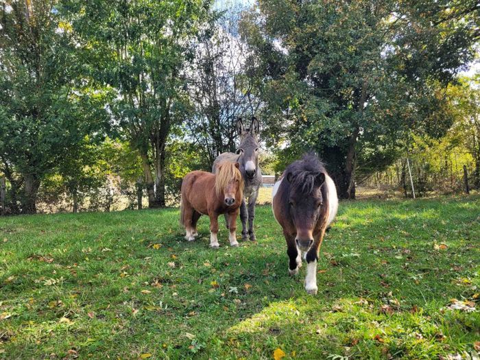 Atelier de médiation équine familiale : Le cheval partenaire de la relation, chez LP Médiation Equine
