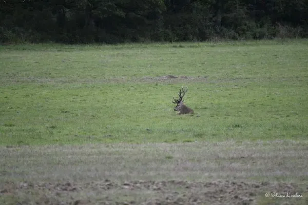 Vivre le brame du cerf