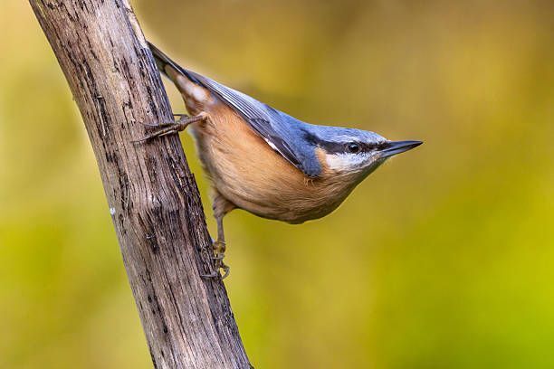 sortie ornithologique en forêt de Fontainebleau