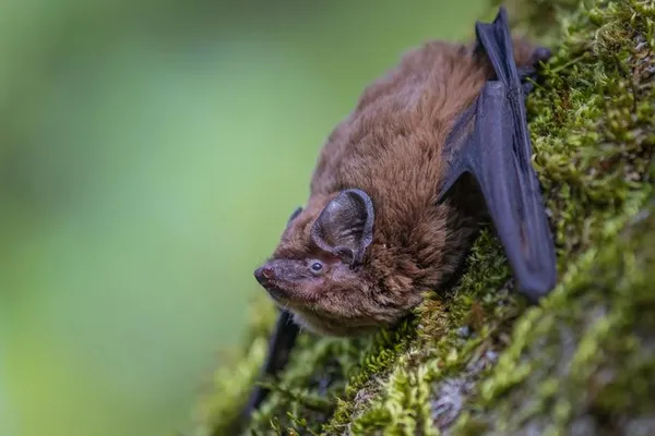 COMPLET / Balade naturaliste : "Echos dans la nuit"