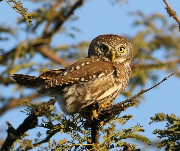 Les maîtres de la nuit : à la découverte des rapaces nocturnes