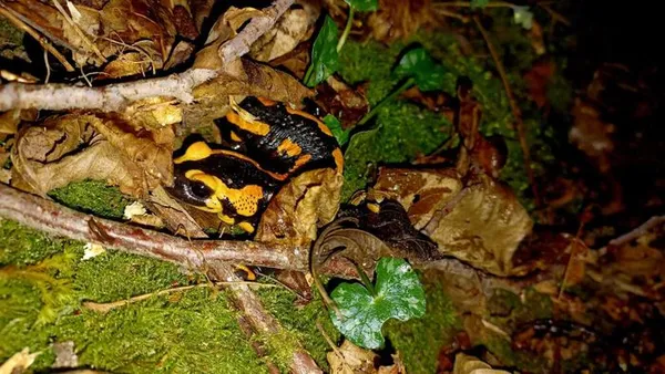 Sur les traces des salamandres