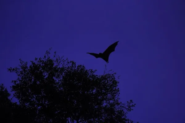 Sur la piste des chauve-souris