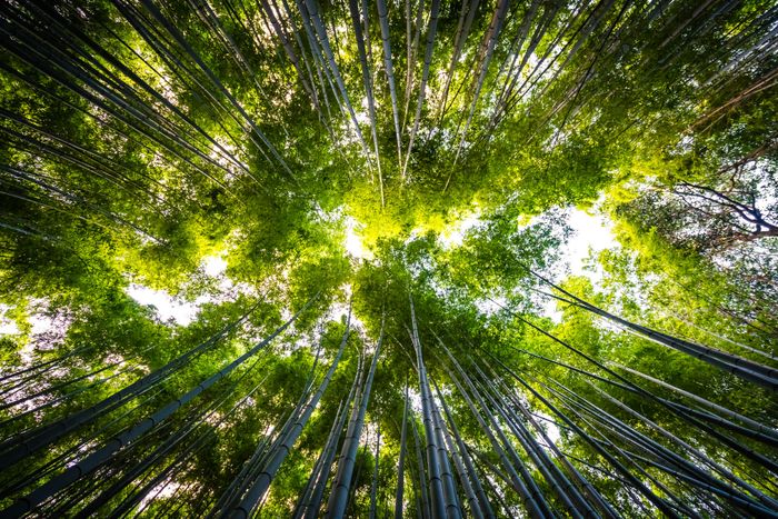 Ciné-débat : quel récit inventer pour amener la transition écologique ?