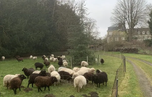 Démonstration de chiens de berger