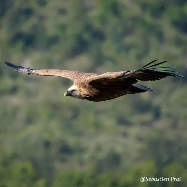 Ornithologie en Oisans