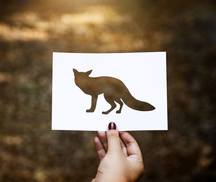 Sur la piste des animaux… à la forêt de Buzet
