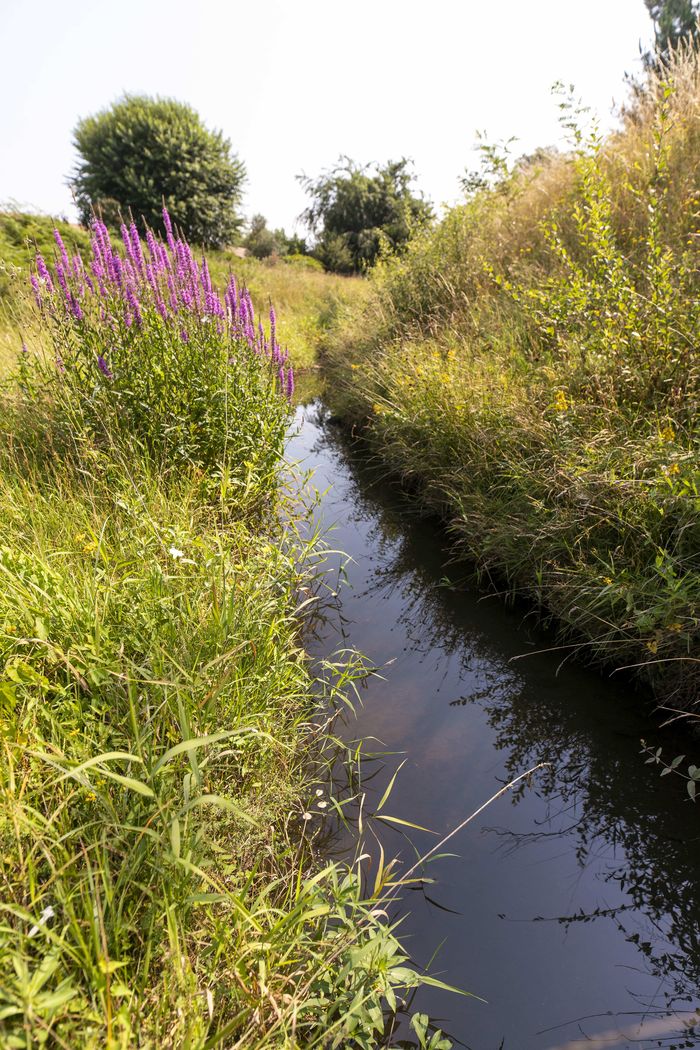 Visite des berges restaurées du Peugue de Pessac