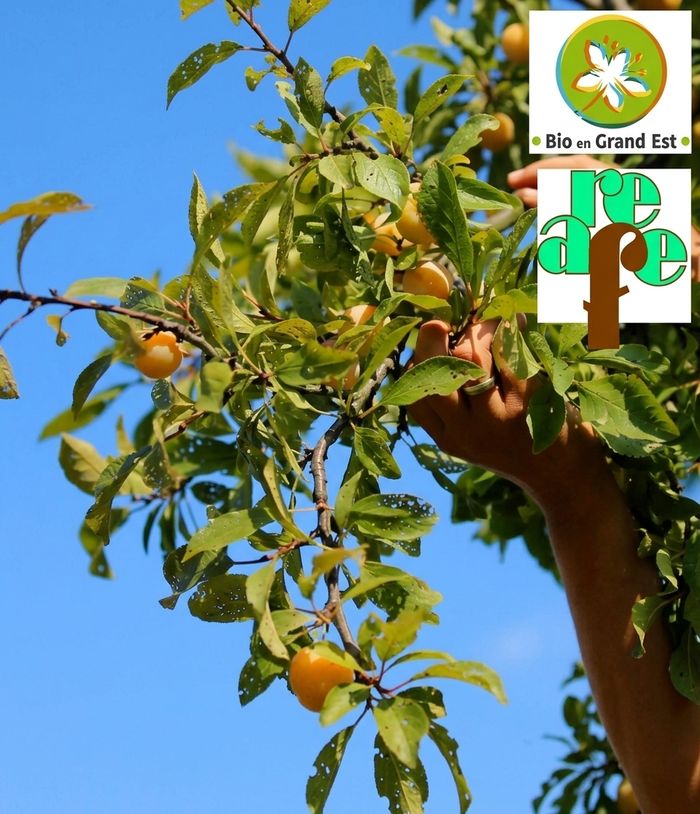 Arboriculture bio : pommes, poires, cerises, mirabelles.