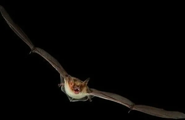 Fascinantes Chauves-souris