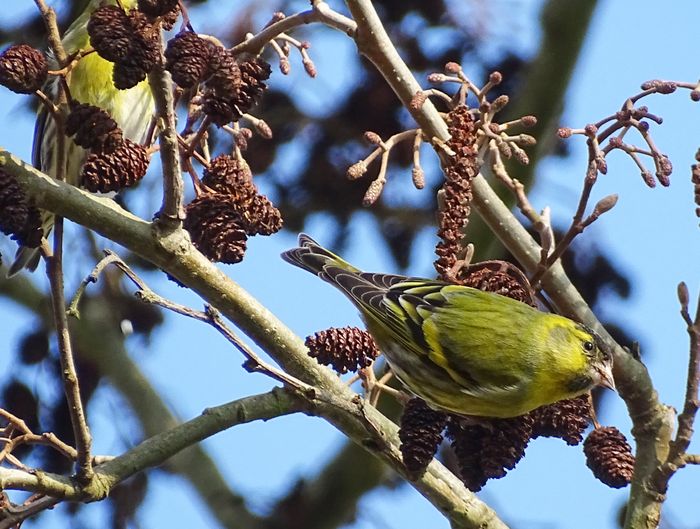 Journée Européenne de la migration des oiseaux