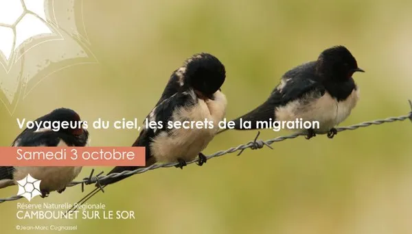Voyageurs du ciel, les secrets de la migration