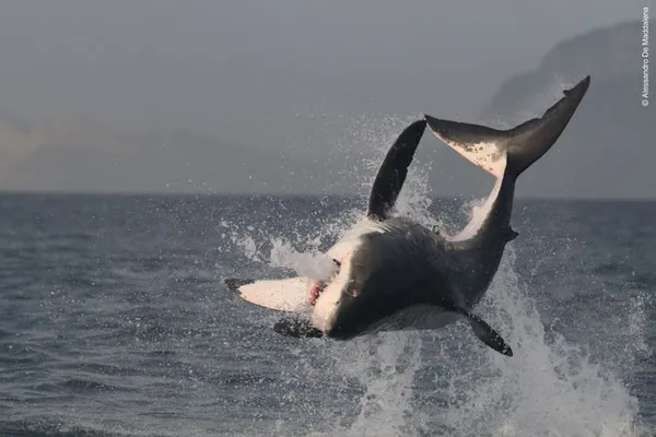 Plongée avec le grand requin blanc