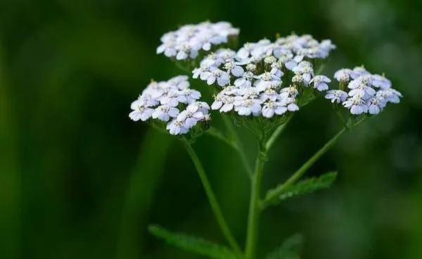 Balade plantes sauvages comestibles et toxiques dans le bois de Vincennes