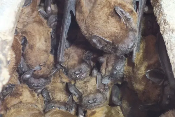 La nuit des chauves-souris