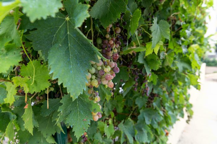 Balade vigneronne