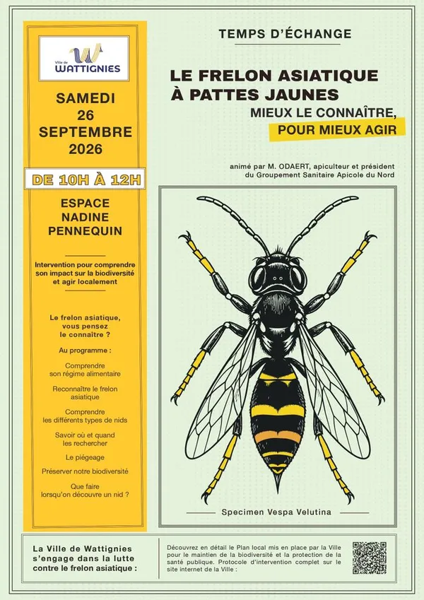 Le frelon asiatique à pattes jaunes, mieux le connaître pour mieux agir