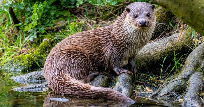 Ciné-débat sur la loutre d’Europe