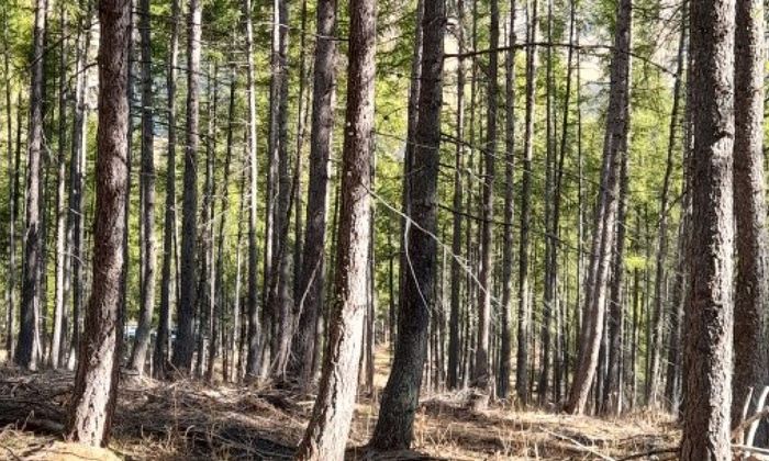 04 - Visite d'un chantier forestier à Méolans-Revel le 6 novembre
