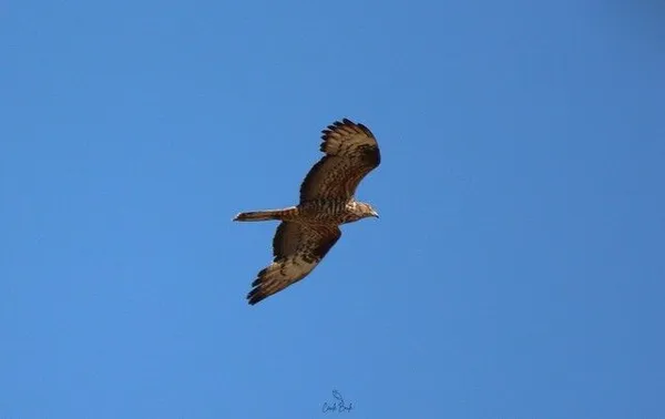 Journée européenne de la migration 2026 avec les naturalistes du Groupe Local LPO PACA Ventoux