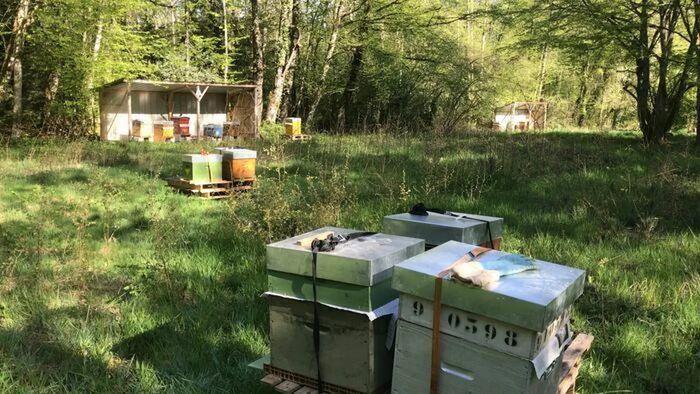 Des ruches aux marchés : saveurs de miel en direct