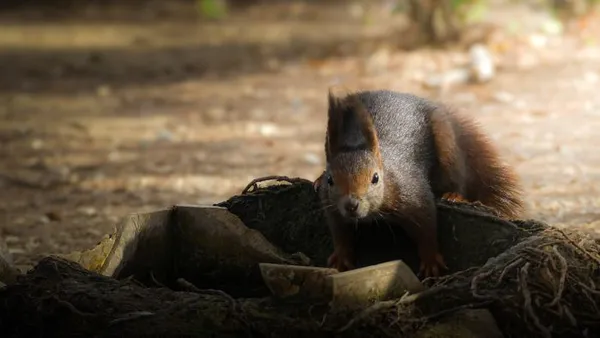 REPORTEE/Balade naturaliste : "L’écureuil, petit artiste de la forêt"