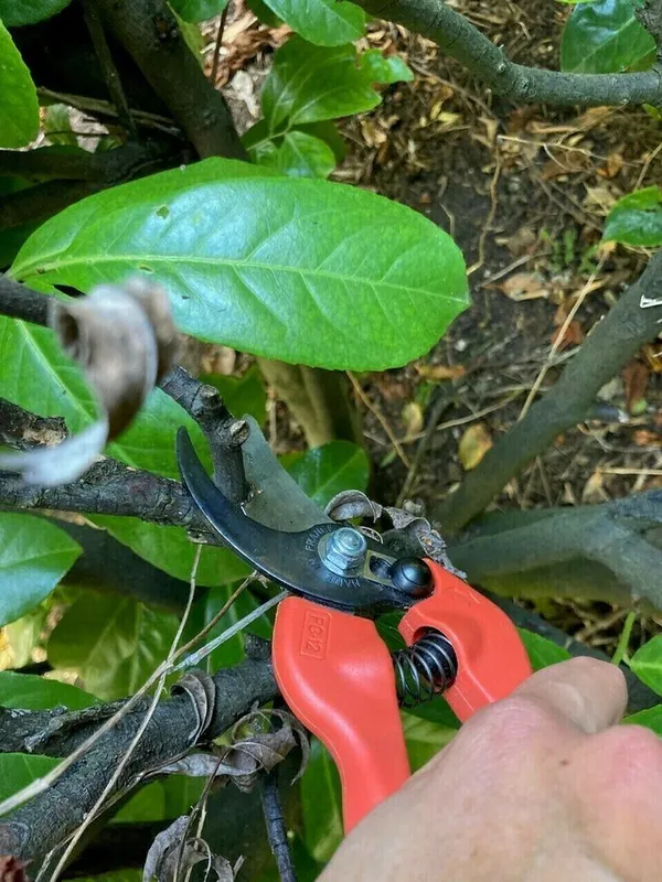 BOULOGNE-BILLANCOURT :🌳 La taille douce ou apprendre à tailler respectueusement les arbres 🌳