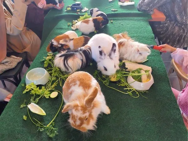 MEDIATION ANIMALE