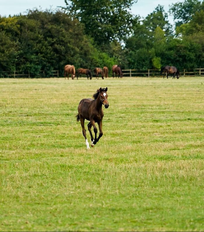Visite du Haras de la Huderie
