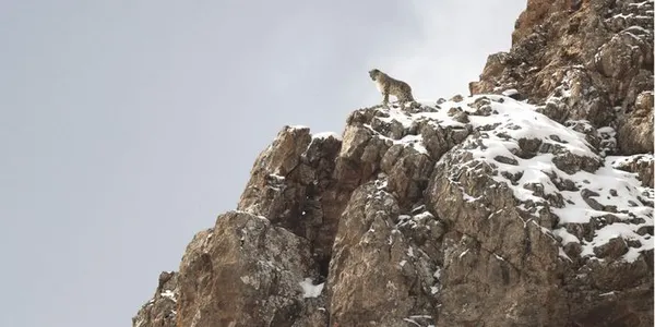 La Panthère des neiges de Vincent Munier