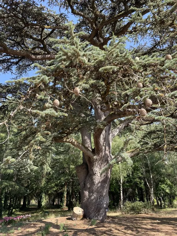 Balade "Arbres remarquables"