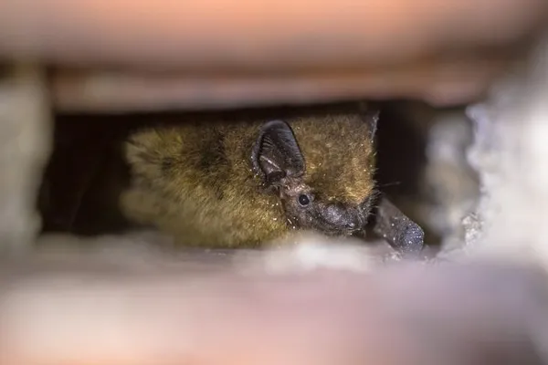 Nuit de la Chauve-souris à Miannay