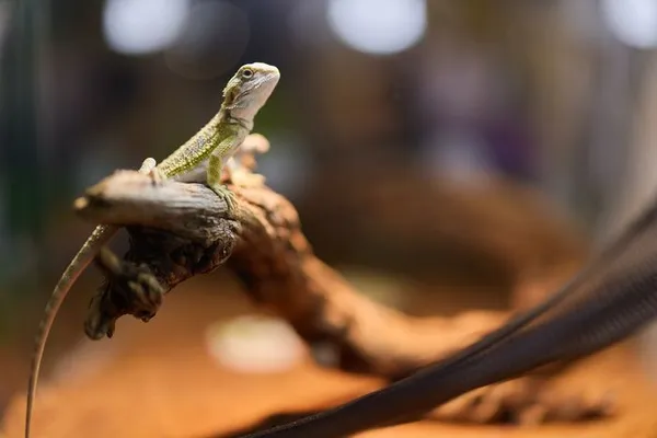 Présentation d’animaux vivants