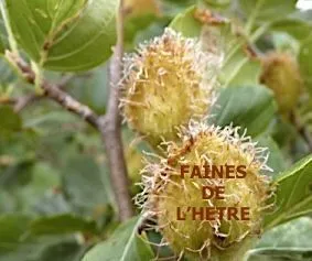 Les fruits oléagineux et condimentaires en automne