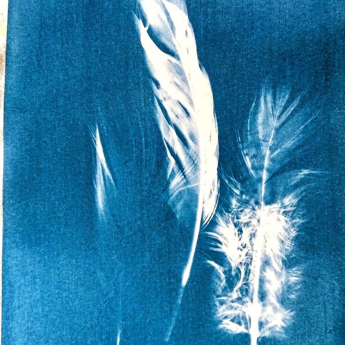 Atelier ados/adultes : oiseaux en cyanotype