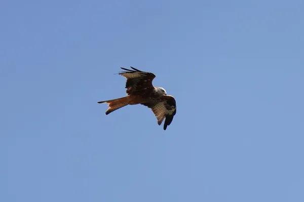 Observation des oiseaux migrateurs
