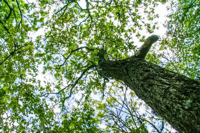 Soirée projection : « L’arbre, un merveilleux acteur dans la forêt »
