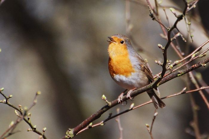 COMPLET | Les oiseaux