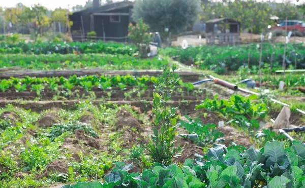 Journée portes ouvertes aux jardins familiaux Camille-Desmoulins
