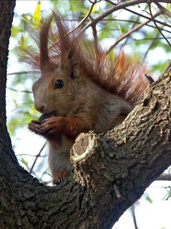 Balade découverte : l'écureuil et son habitat