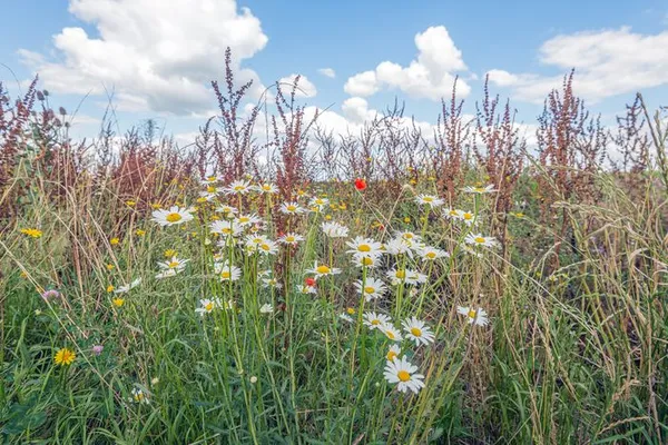 Conférence Biodiversité, quelles perspectives pour l’avenir ?