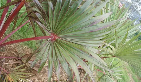 Visite de la forêt de lataniers rouges