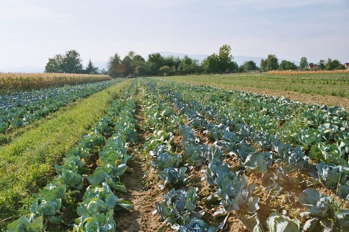 Maraîchage diversifié en vente directe