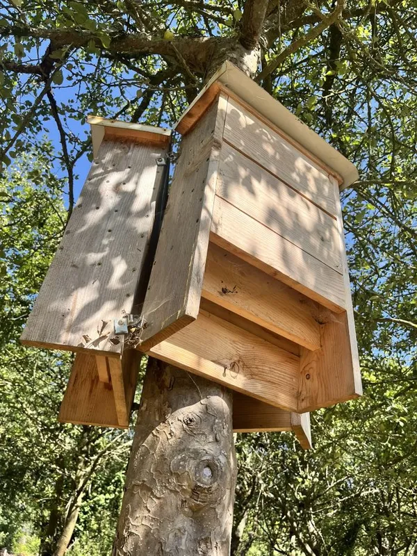 Construisons ensemble des nichoirs à chauve-souris !