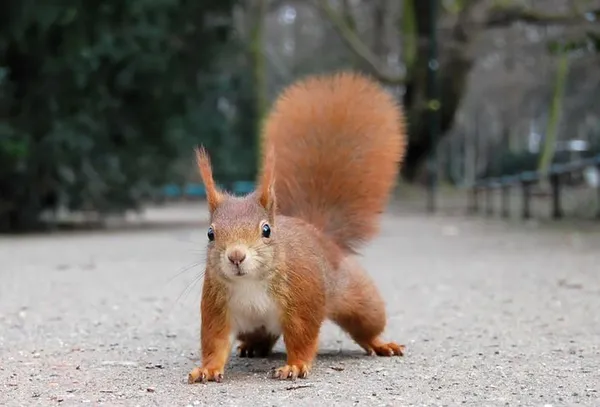 Faune sauvage du parc : le milieu forestier