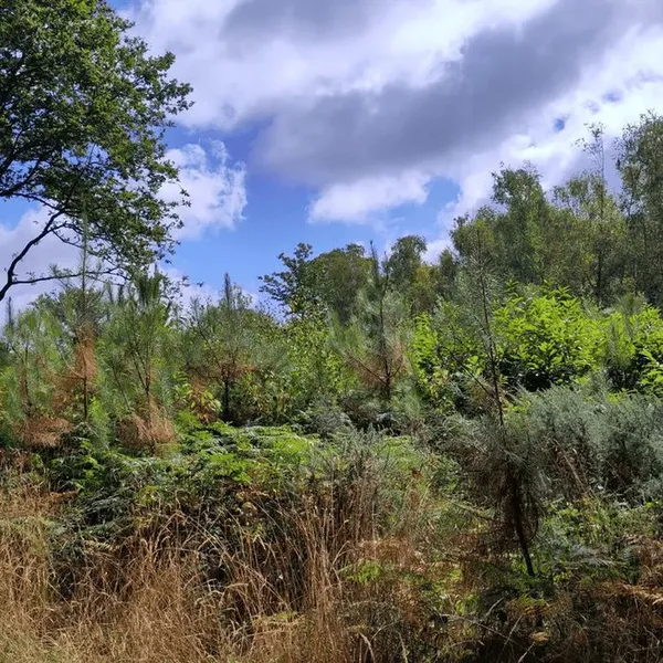 À la découverte des secrets des forêts et de leur gestion