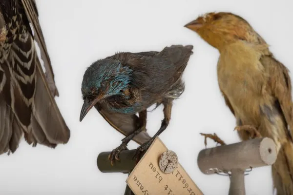 Visite commentée de la collection de Zoologie et d'Entomologie de l'Université de Toulouse (COMPLET)