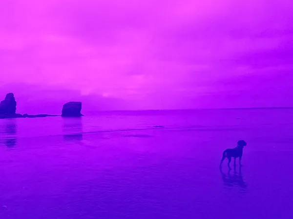 Les chiens ne ressentent pas la honte