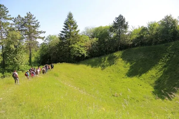 La forêt après 14/18.